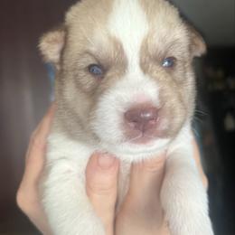 Ramza - Red and white male Siberian Husky puppy in Bangs, Texas from Final Siberians