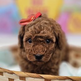Maltipoo and Poodle Puppies from Maltipoos SD