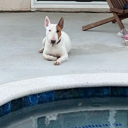 Harley - Miniature Bull Terrier