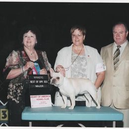 French Bulldog All Grown Up from Hillbuckle's French Bulldogs