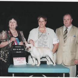 French Bulldog All Grown Up from Hillbuckle's French Bulldogs