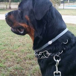 Rottweilers from GHK Grind Hard Kennels