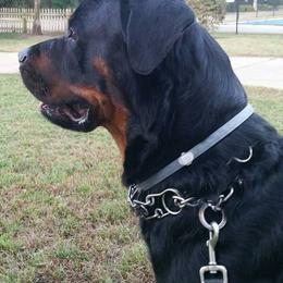 Rottweilers from GHK Grind Hard Kennels