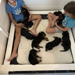 Gordon Setter Puppies from Jackie Watson