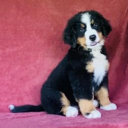 Green Collar Male - Black rust and white male Bernese Mountain Dog puppy in Bristol, Tennessee from Holston Hollow Farm