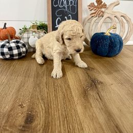 Boy 4- Black - Cream male Poodle puppy in Town Creek, Alabama from Charming Country Poodles