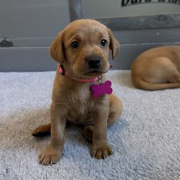 Girl 1 - Yellow female Labrador Retriever puppy in Nampa, Idaho from Breakaway Retrievers