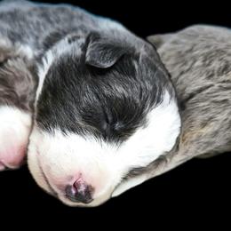 Pebble - Blue male Border Collie puppy in Cedar Springs, Michigan from Lyncroft Border Collies