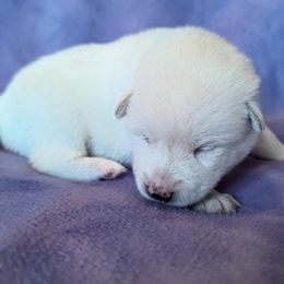 Pomsky Puppies from Valparaiso Pomskys