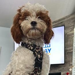 Billy - Cavapoo
