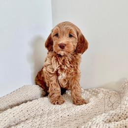 Birdie - Red  female Goldendoodle puppy in Madisonville, Kentucky from Carlie and Co. Goldendoodles