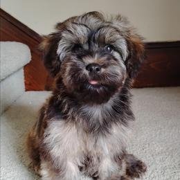 Scout - Red sable male Havanese puppy in Kinston, North Carolina from Court Jester Havanese and Prissy Diva Russian Salon Dogs
