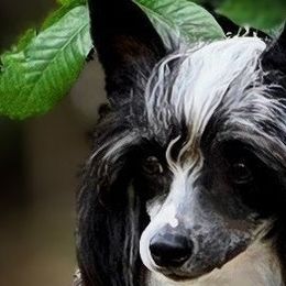 Chinese Cresteds and English Setters from Bent Oak