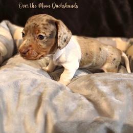 Bonnie - Dapple female Dachshund puppy in Corona, Ca Hemet, Ca, California from Over The Moon Dachshunds and Doodles