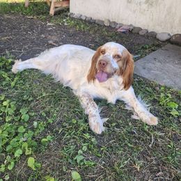 Punkin - English Springer Spaniel