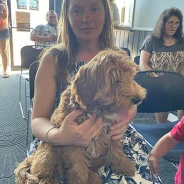 Australian Cobberdog Puppies from Faberge Australian Cobberdogs