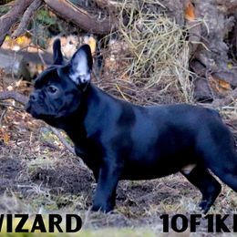 American Pit Bull Terrier, French Bulldog, and Staffordshire Bull Terrier Puppies from Pacific Wonderland French Bulldogs