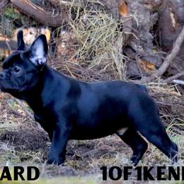American Pit Bull Terrier, French Bulldog, and Staffordshire Bull Terrier Puppies from Pacific Wonderland French Bulldogs