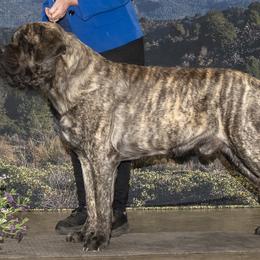 Mastiffs and Rat Terriers from POEM's Haven