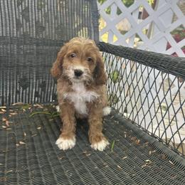 Rita - Red and white female Cockapoo puppy in Mint Hill, North Carolina from DoodleForever