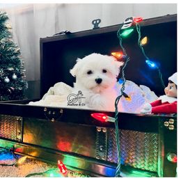 Maltese Puppies from OT Maltese & Co