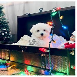 Maltese Puppies from OT Maltese & Co
