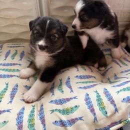 Fury - Black tri female Miniature Australian Shepherd puppy in Gatesville, Texas from Southern Promise Aussie’s