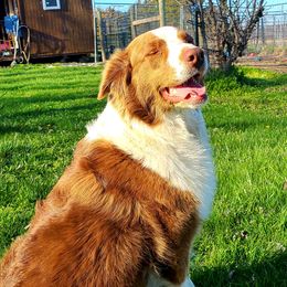 Jew - Australian Shepherd
