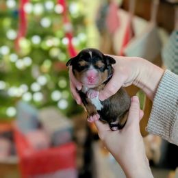 Prancer - Sable female Bernedoodle puppy in Beaumont, Texas from Joy's Dood Ranch
