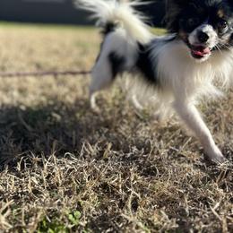 Blitz - White black and tan female Papillon puppy in Waco, Texas from Shadow Lane Genetics