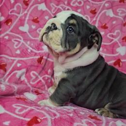 Cupid - Blue tri-color male Bulldog puppy in Franklin Grove, Illinois from Illinois Bullies Kennel