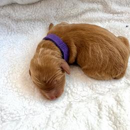 Meena - Red  female Goldendoodle puppy in Fairwood, Washington from Goldendoodles on the Prairie