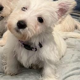 Mr. Black - Wheaten male Scottish Terrier puppy in California from CVS Scottish Terriers/ Giant Schnauzers