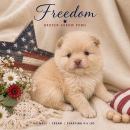 Freedom - Cream female Pomeranian puppy in Sandia, Texas from Broken Arrow Poms