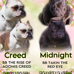 French Bulldog puppies from Double B Bulldogs