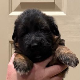 Female 3 (Full AKC) - Black and red female German Shepherd puppy in Winchester, Kentucky from Drache Feld