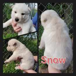 Siberian Husky Puppies from Haase Family Kennels