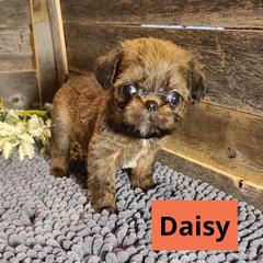 Brussels Griffon Puppies from Rhonda Miller's Bussels Griffon