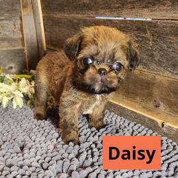 Brussels Griffon Puppies from Rhonda Miller's Bussels Griffon