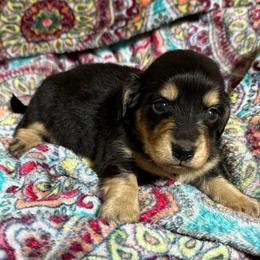 Luna - Black and cream female Dachshund puppy in Salem, Oregon from Longdox Mini Dachshunds