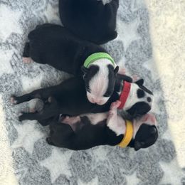 Boy Green Collar - Black and white male Boston Terrier puppy in Mc Donough, Georgia from Ballard Boston Terriers