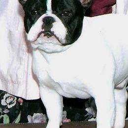 French Bulldogs from JaPaCa’s