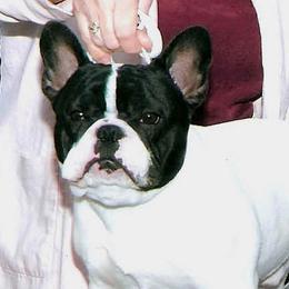 French Bulldogs from JaPaCa’s