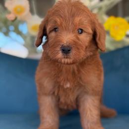 Mikey - blue - Red  male Goldendoodle puppy in Yuciapa, California from AlltheDoodlez_