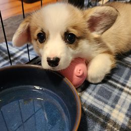 Pembroke Welsh Corgi Puppies from Corgis of Avalon