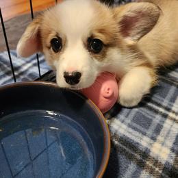 Pembroke Welsh Corgi Puppies from Corgis of Avalon