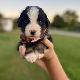 Assorted Doodle Crosses, Aussiedoodle, Australian Mountain Doodle, and Miniature Australian Shepherd Puppies from Aspen Mountain Doodles LLC