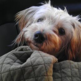 Morkie Puppies from PSD Pups