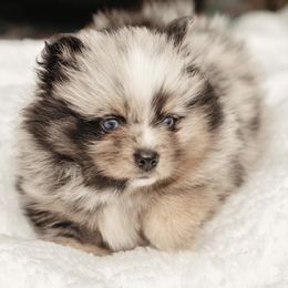 Pomsky Puppies from Rainier Mountain Pomsky’s LLC