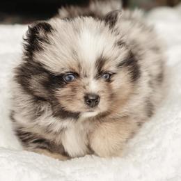 Pomsky Puppies from Rainier Mountain Pomsky’s LLC